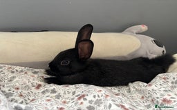 Mini Lop rabbits for sale: Two Mini Lop Bunnies  - Advert 4