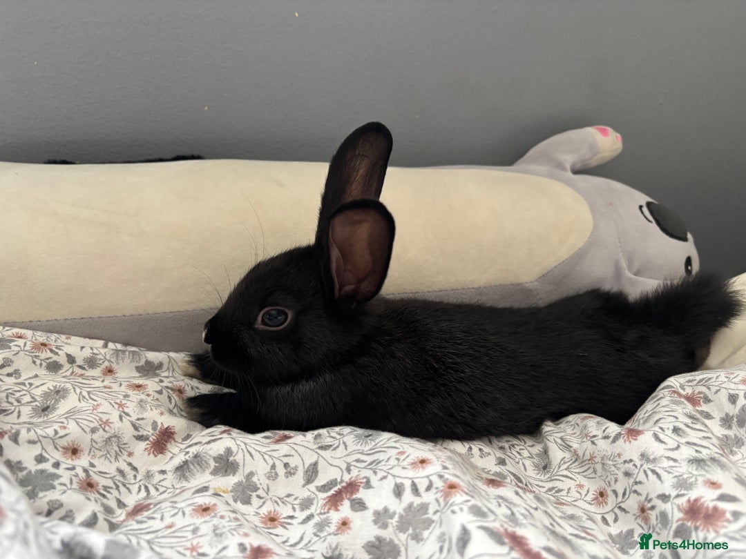 Mini Lop rabbits for sale: Two Mini Lop Bunnies  - Advert 4