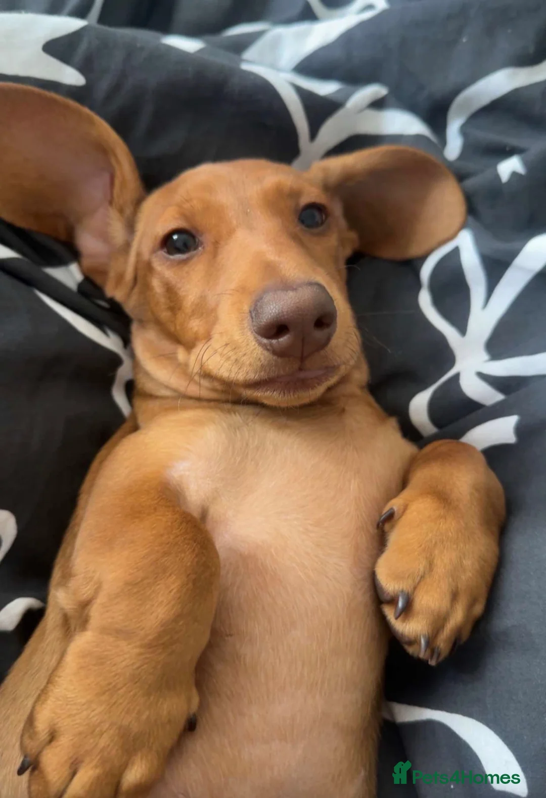 Miniature Dachshund dogs for sale: Ready now only two left had all vacs ready too go  - Advert 1