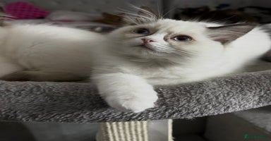 Ragdoll cats 🩵 Beautiful Ragdoll Kittens Ready at 12 Weeks! 🩵 - Advert 7