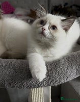Ragdoll cats 🩵 Beautiful Ragdoll Kittens Ready at 12 Weeks! 🩵 - Advert 7