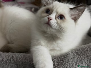Ragdoll cats 🩵 Beautiful Ragdoll Kittens Ready at 12 Weeks! 🩵 - Advert 15