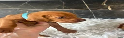 Hungarian Vizsla dogs for sale: Stunning Hungarian vizsla puppies x9 - Advert 34