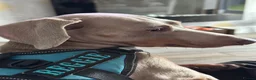 Miniature Dachshund dogs for sale: Retired Stud dog for sale - Advert 5