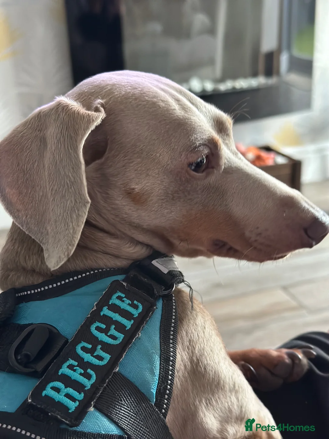 Miniature Dachshund dogs for sale: Retired Stud dog for sale - Advert 5