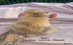 Mini Lop rabbits for sale: Mini lop bunnies  - Image 8