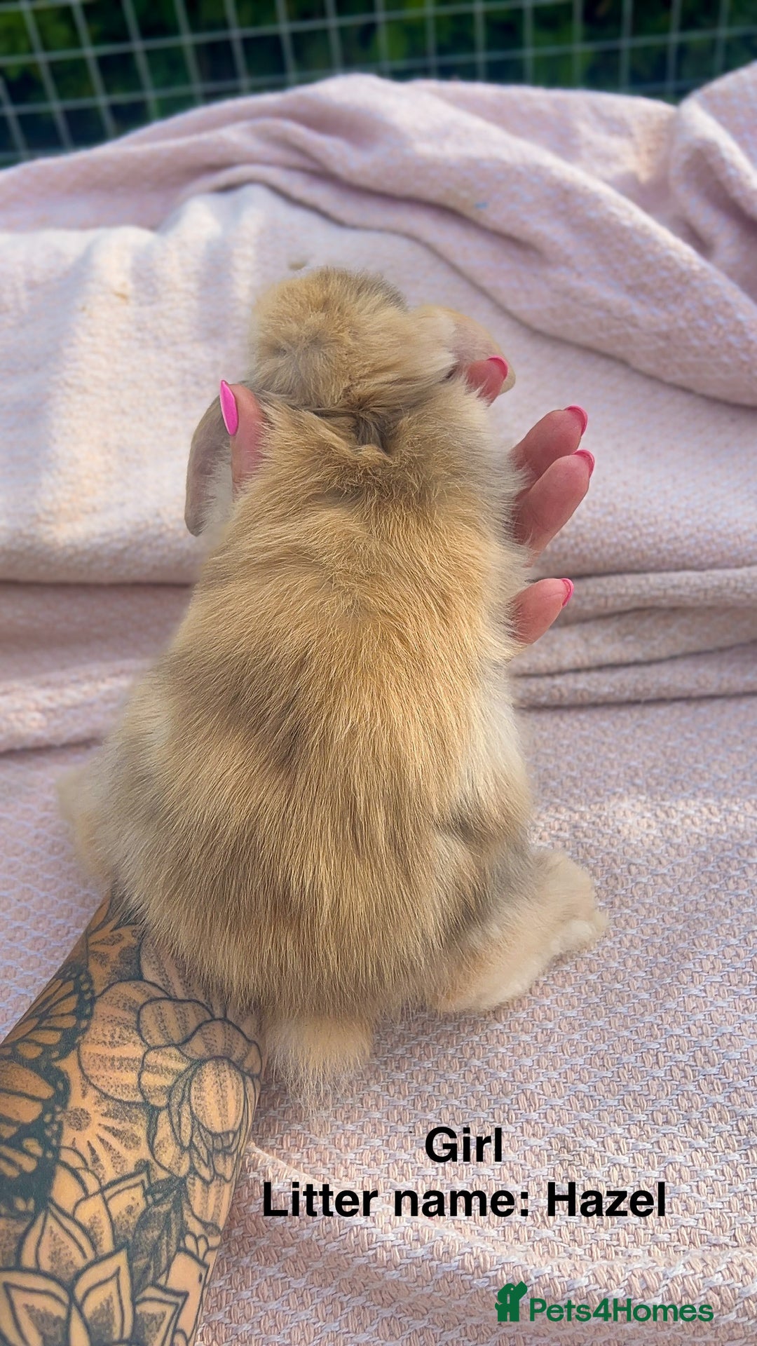 Mini Lop rabbits for sale: Mini lop bunnies  - Image 8
