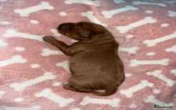 Cockapoo dogs for sale: 🌸3 gorgeous chunky Cockapoo puppy’s 🌸 - Image 33