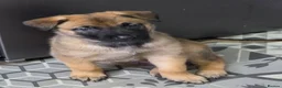 Belgian Shepherd Dog dogs for sale: 3 stunning Belgian malinois pups - Advert 5