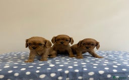 Cavalier King Charles Spaniel dogs for sale: Cavalier King Charles  - Image 17