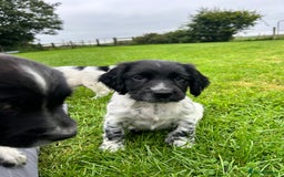 English Springer Spaniel dogs for sale: **8 LEFT! STUNNING KC REG SPRINGER SPANIEL PUPPIES - Image 17