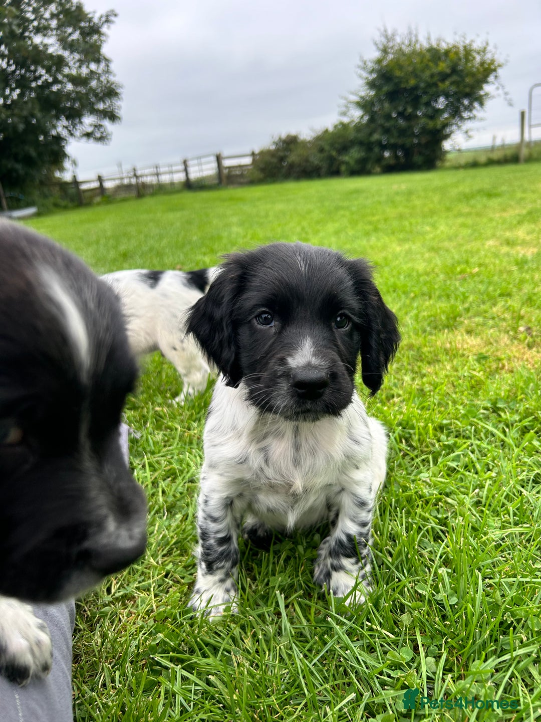 English Springer Spaniel dogs for sale: **8 LEFT! STUNNING KC REG SPRINGER SPANIEL PUPPIES - Image 17