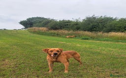 Labrador Retriever dogs for stud: Fox Red Labrador For Stud, Fully health tested  in Stoke-on-Trent - Image 11