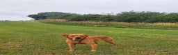 Labrador Retriever dogs for stud: Fox Red Labrador For Stud, Fully health tested  in Stoke-on-Trent - Advert 11
