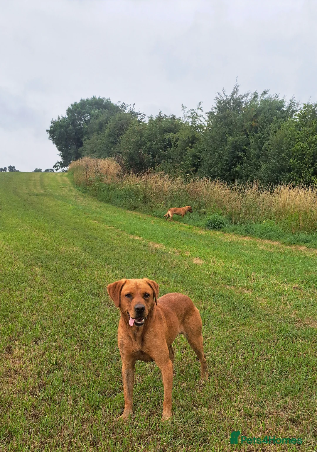 Labrador Retriever dogs for stud: Fox Red Labrador For Stud, Fully health tested  in Stoke-on-Trent - Advert 11