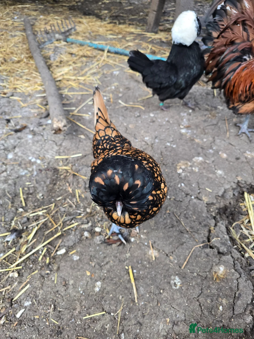 Chickens poultry for sale: Polish chickens  in Reading - Advert 2