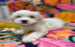 Maltese dogs for sale: Maltese Puppies - Image 4