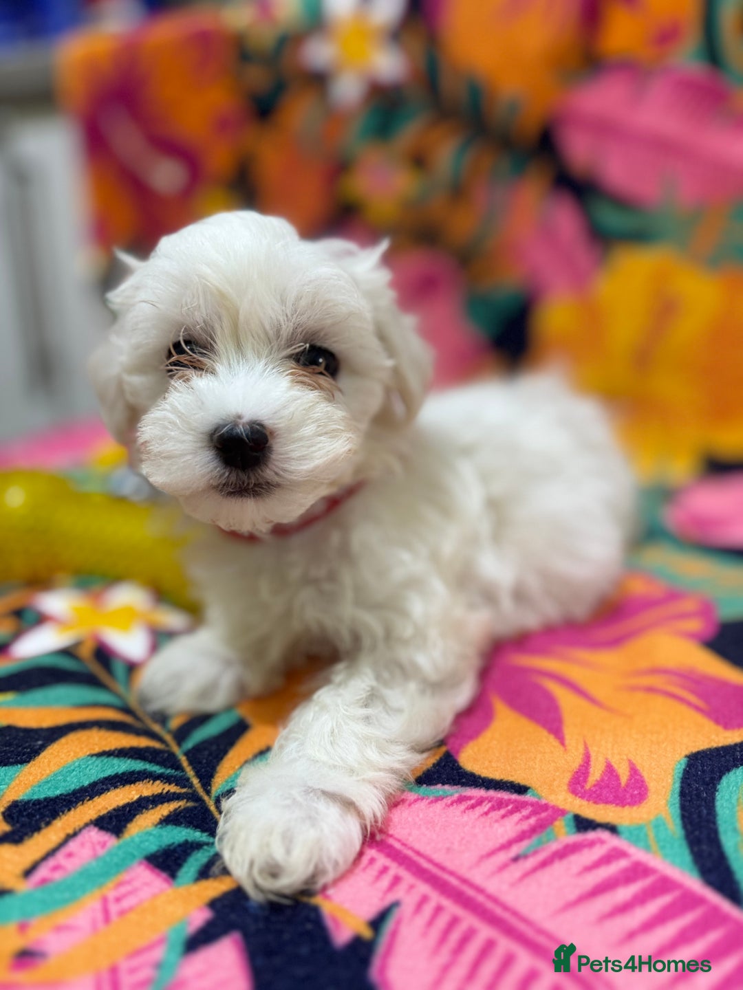 Maltese dogs for sale: Maltese Puppies - Image 4