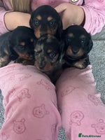 Miniature Dachshund dogs - Advert 3
