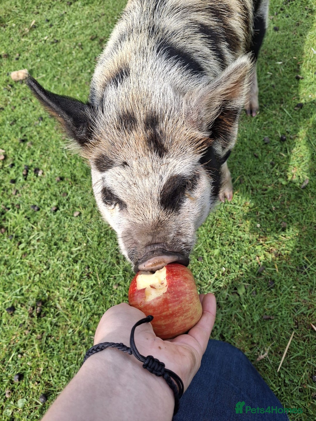 Pig livestock for sale: Unregistered Female kunekune piglet. - Image 3