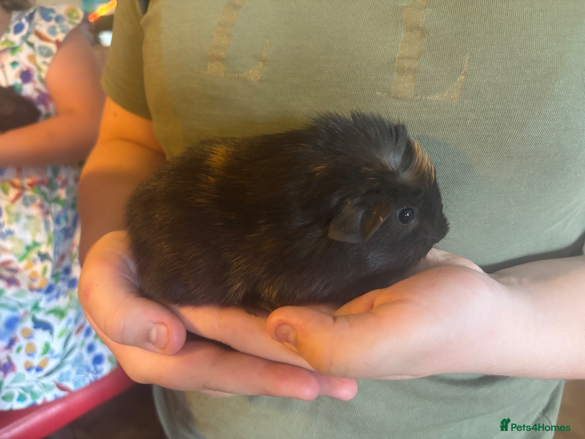 Guinea Pig rodents 3x baby guinea pigs - bores/males for sale - Advert 1