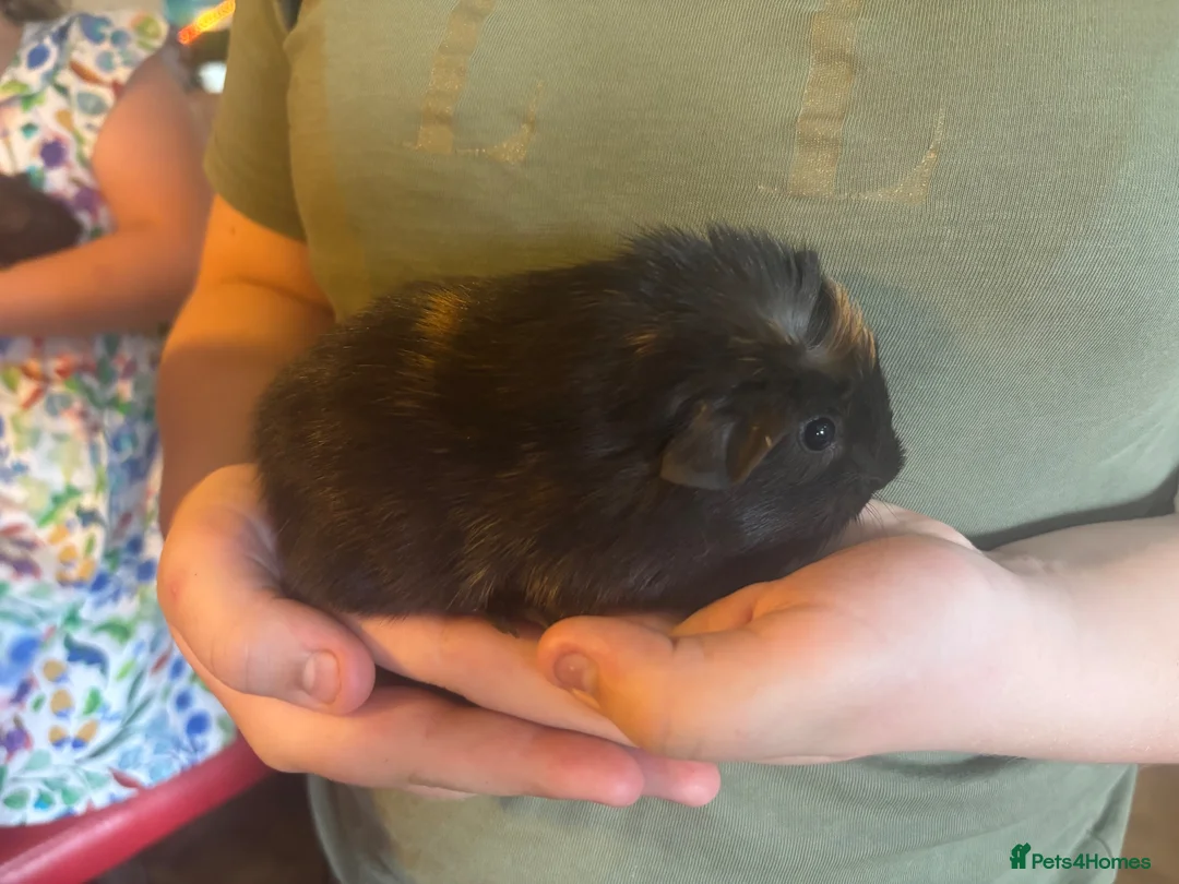 Guinea Pig rodents for sale: 3x baby guinea pigs - bores/males for sale - Advert 1