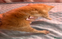 Mixed Breed cats for sale: Ginger males - Image 3