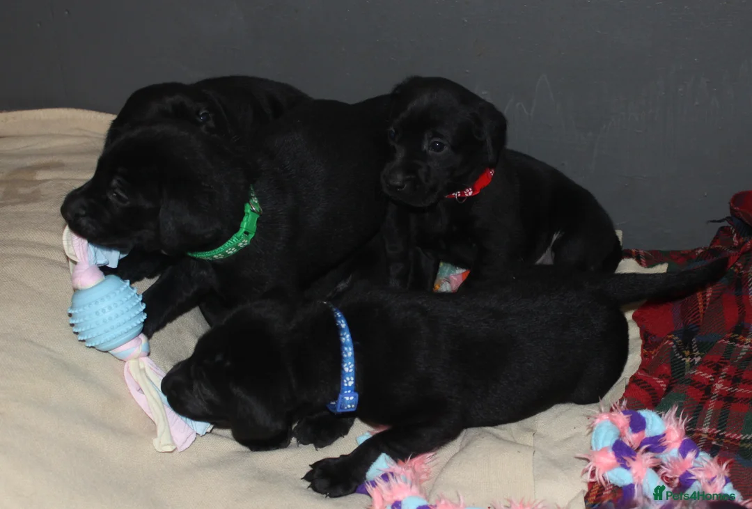 Labrador Retriever dogs for sale: Lovely, bold, beautiful puppies - Advert 18