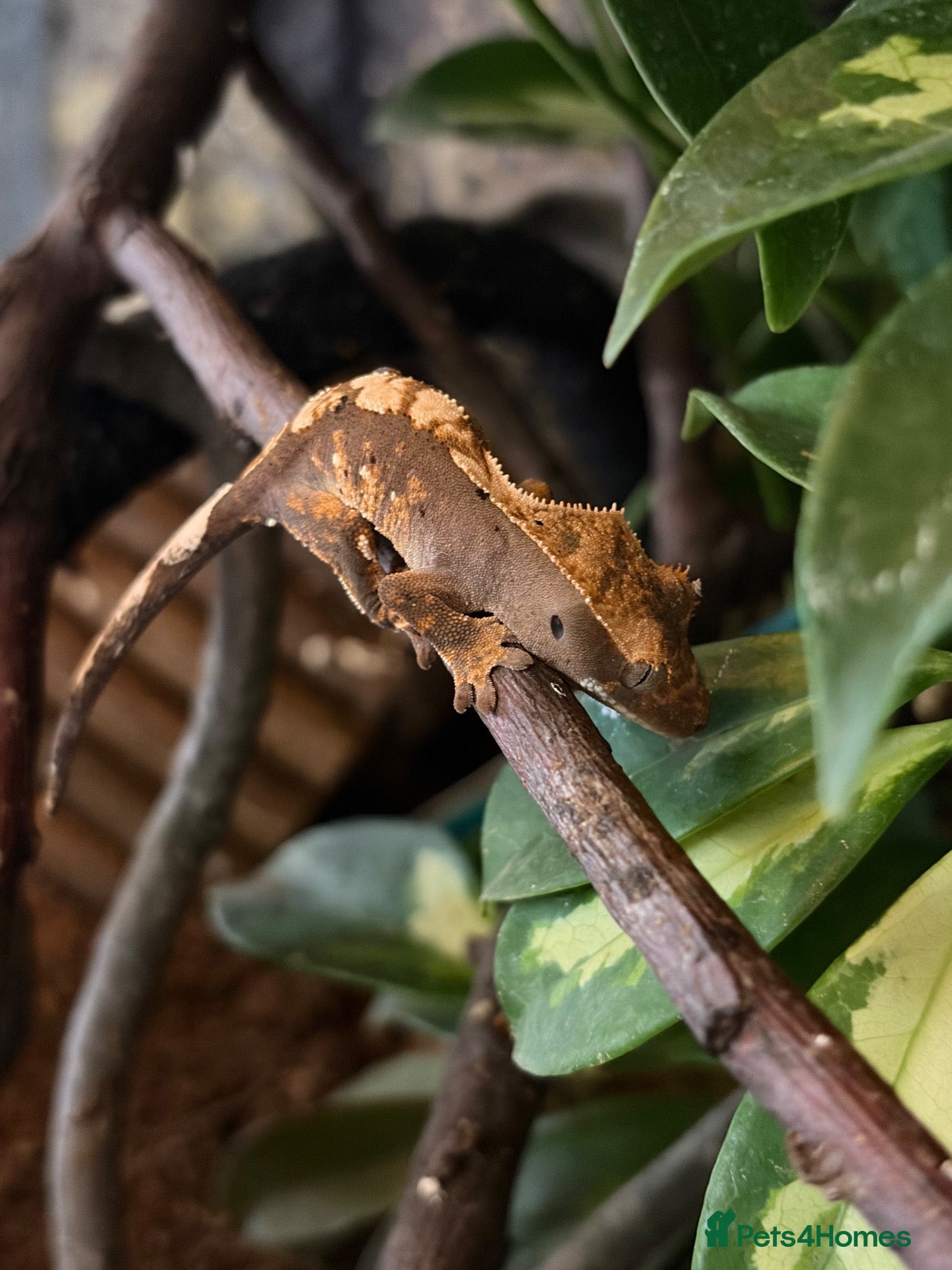 Gecko reptiles Crested Geckos - Advert 3