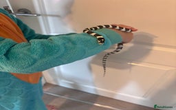 King Snake reptiles for sale: California King Snake - Image 4