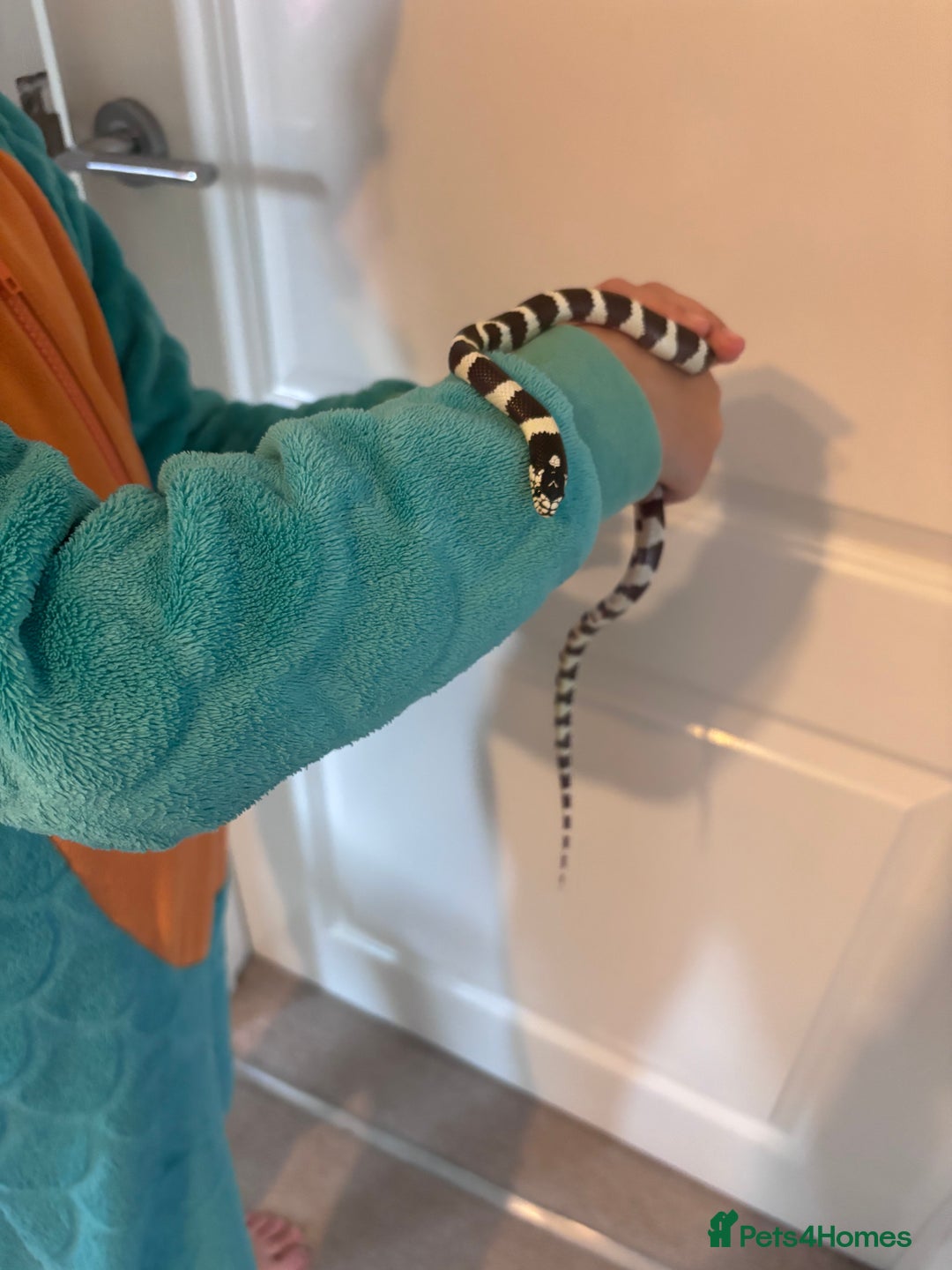 King Snake reptiles for sale: California King Snake - Image 4