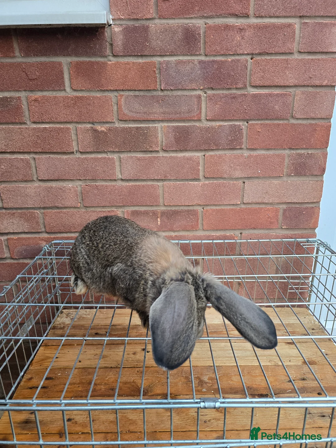 Rex rabbits for sale: ❤️Rex bunnies ready to leave❤️ - Advert 3