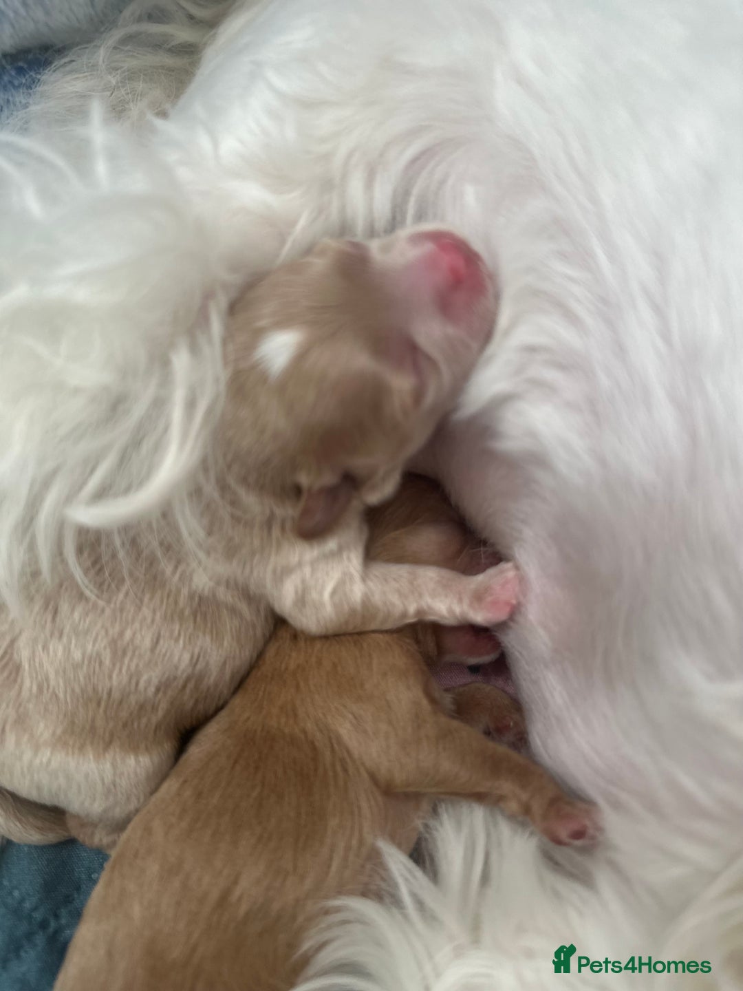 Maltipoo dogs for sale: 🧸🩷 Incredible Asian Maltipoo GIRLS 🩷🧸 - Image 13