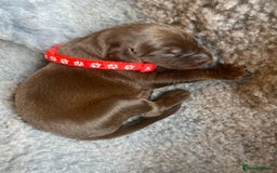 Dobermann dogs for sale: KC REGISTERED DOBERMAN PUPS - Image 28