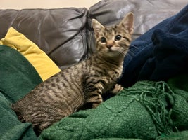 Bengal cats - Advert 16