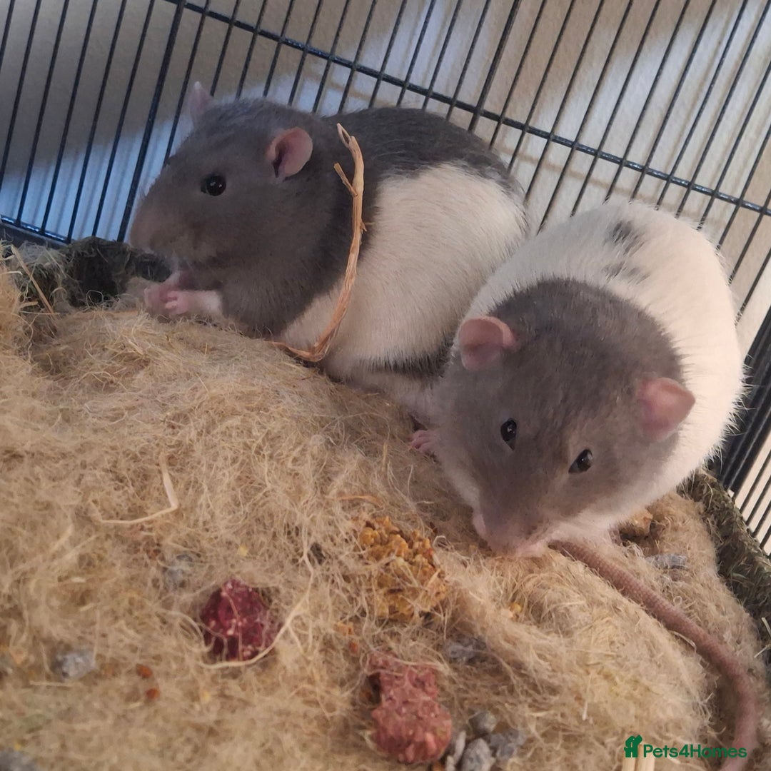 Rat rodents for sale: Male fancy rats - Advert 2