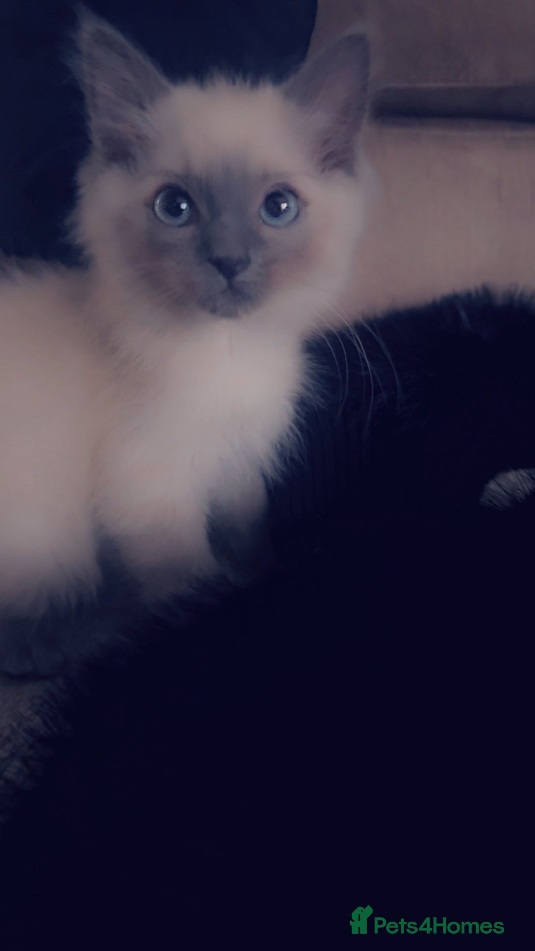 Ragdoll cats for sale: Ragdoll baby - Advert 9