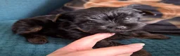 Yorkshire Terrier dogs for sale: Little Yorkshire Terrier Puppies! 2 Boys & 1 Girl. - Advert 9