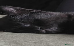 British Shorthair cats for sale: Stunning Pedigree British Shorthair Kittens in Portsmouth - Image 21