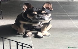French Bulldog dogs for sale: Minnie 7 yr old Frenchie  - Image 2
