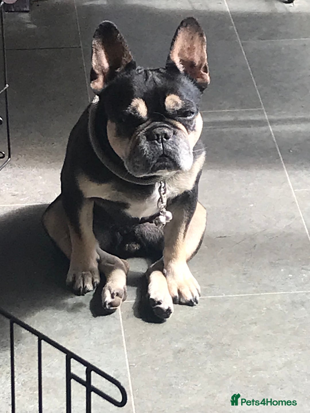 French Bulldog dogs for sale: Minnie 7 yr old Frenchie  - Image 2