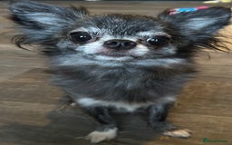 Pomchi dogs for sale: 2 beautiful tiny little Pomchi girls - Image 24