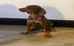 Dobermann dogs for sale: Beautiful Dobermann puppies - Image 6
