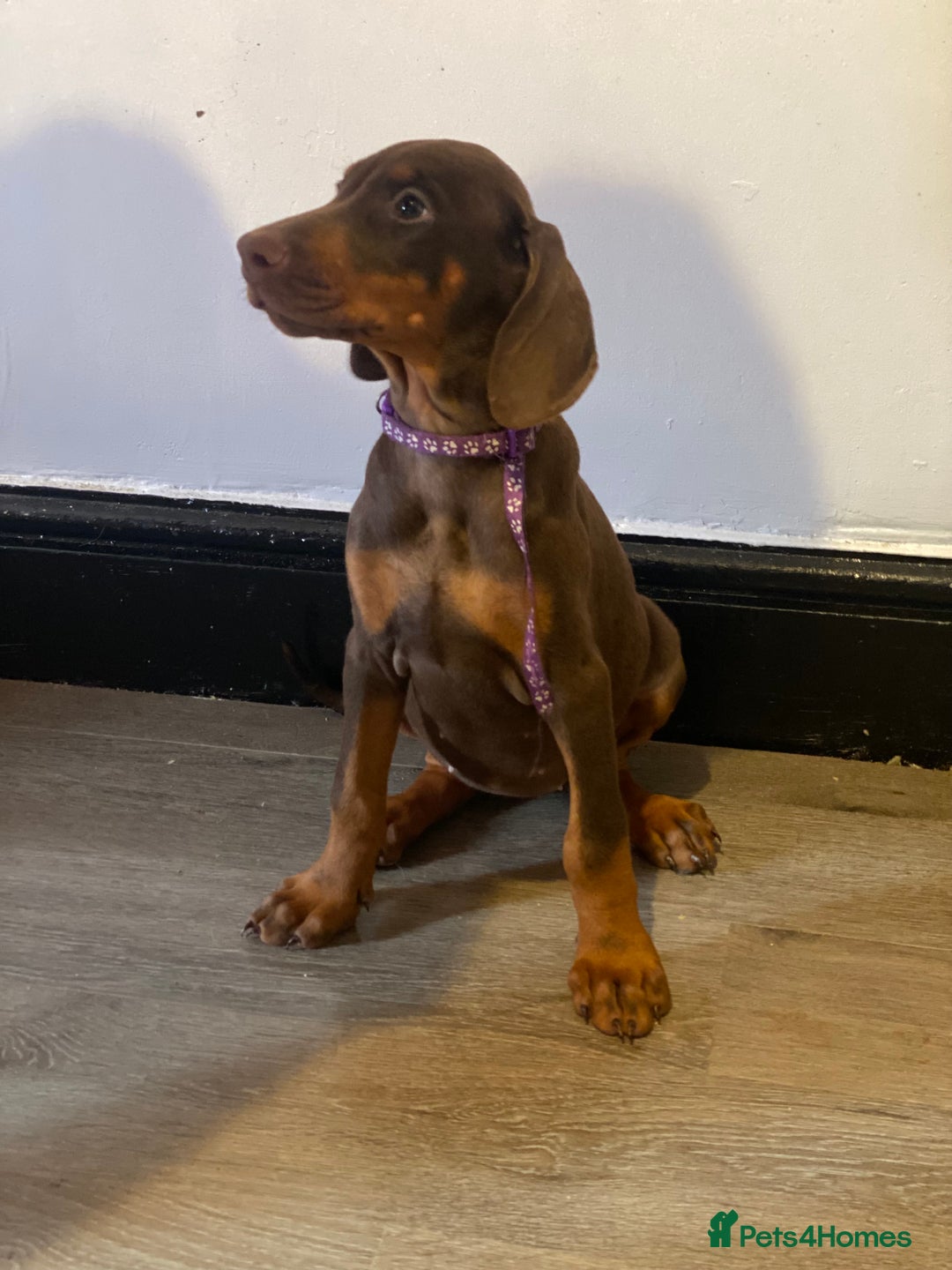 Dobermann dogs for sale: Beautiful Dobermann puppies - Image 6