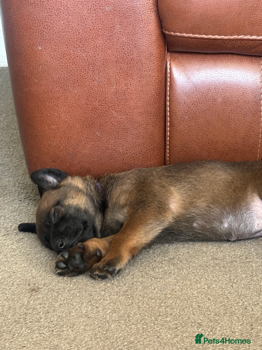 Belgian Shepherd Dog dogs for sale: Incredible Belgian malinois for sale - Advert 3