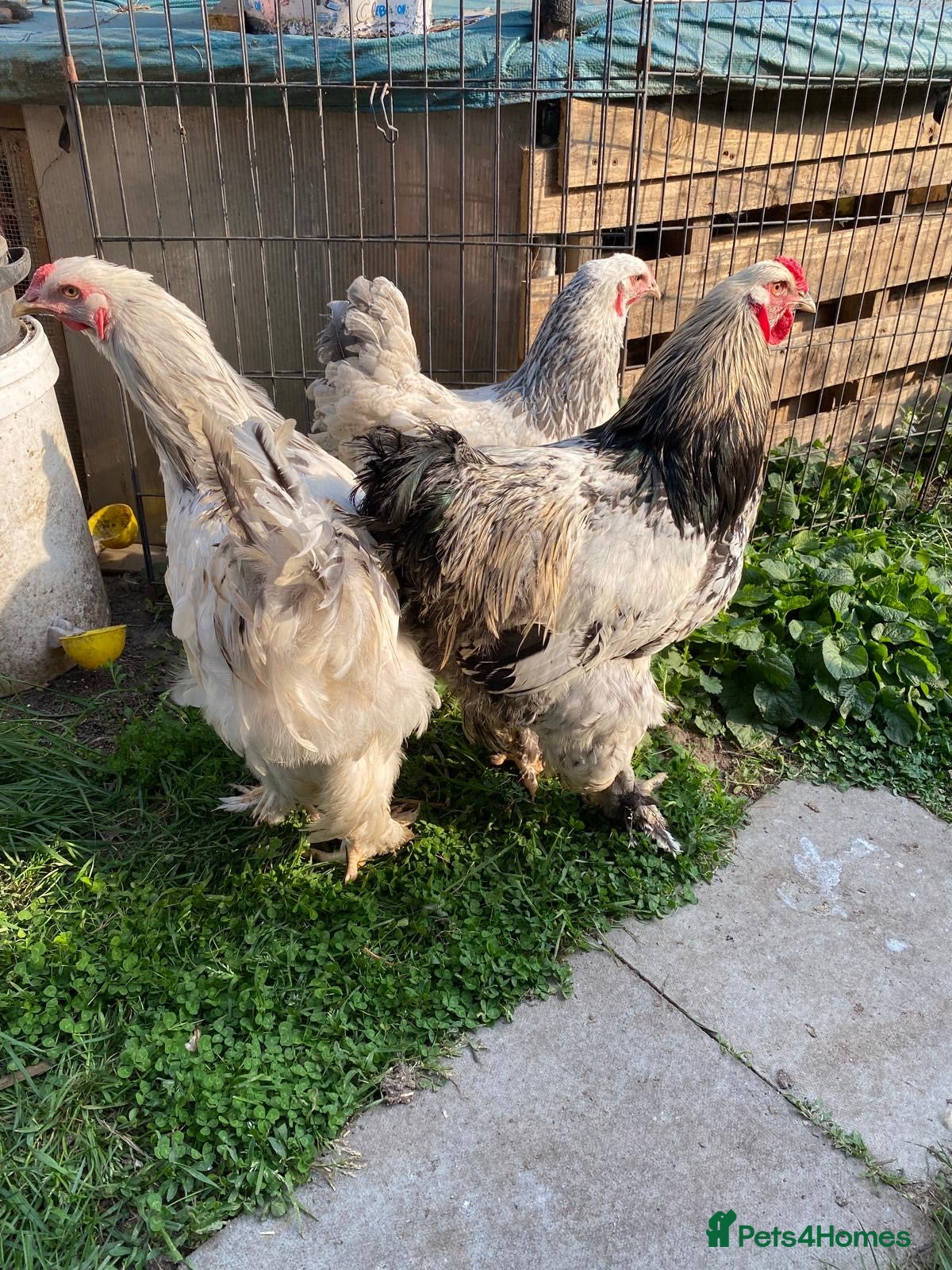 Chickens poultry 6 Polish Bantam or Brahmas hatching eggs  - Advert 10