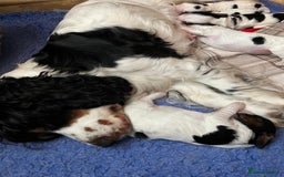 Cocker Spaniel dogs for sale: Show Cocker Spaniels - KC registered - Image 4