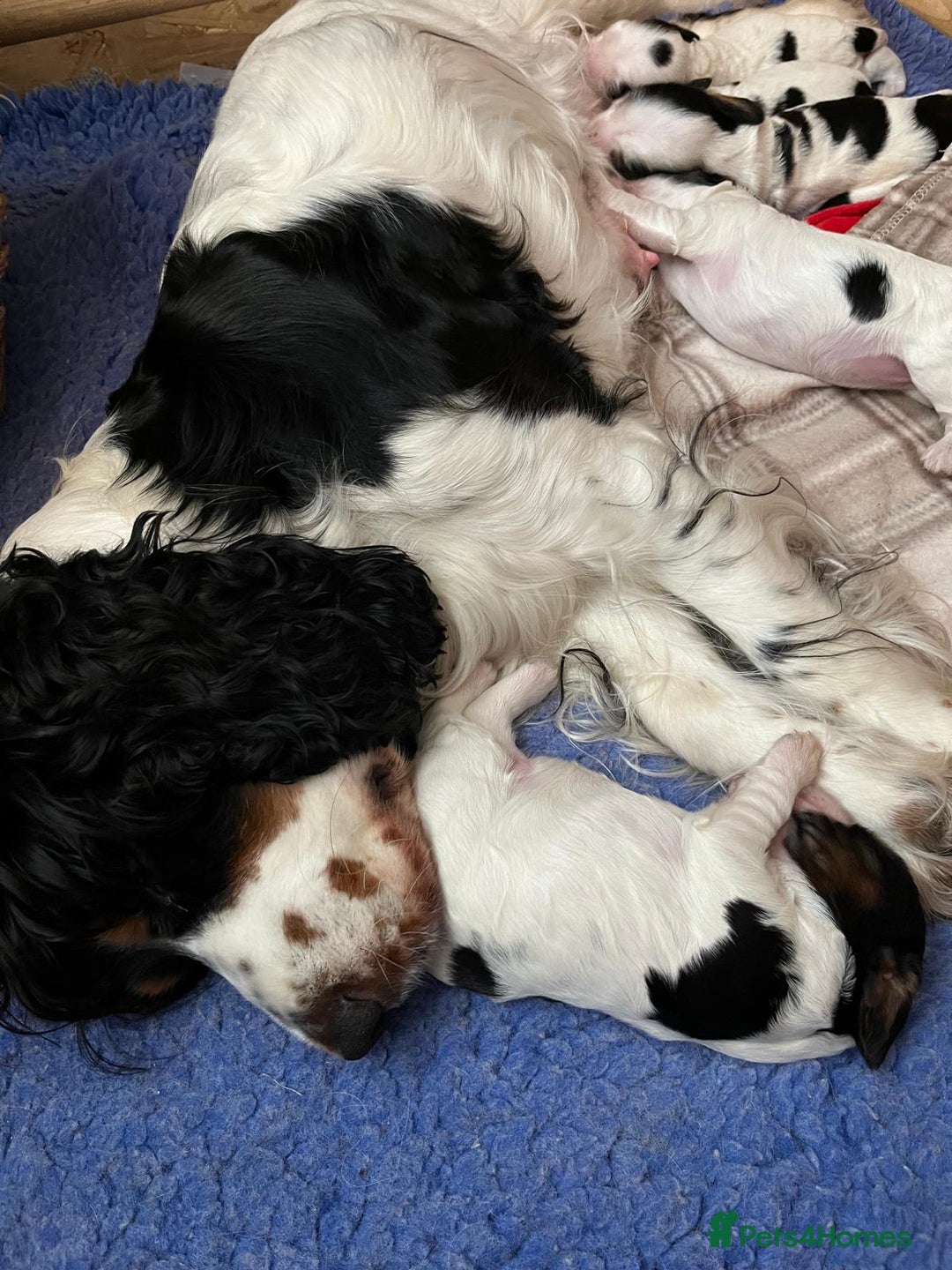 Cocker Spaniel dogs for sale: Show Cocker Spaniels - KC registered - Image 4