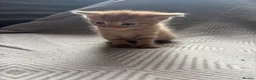 Domestic Shorthair cats for sale: Kittens looking for forever homes 4boys - Advert 2