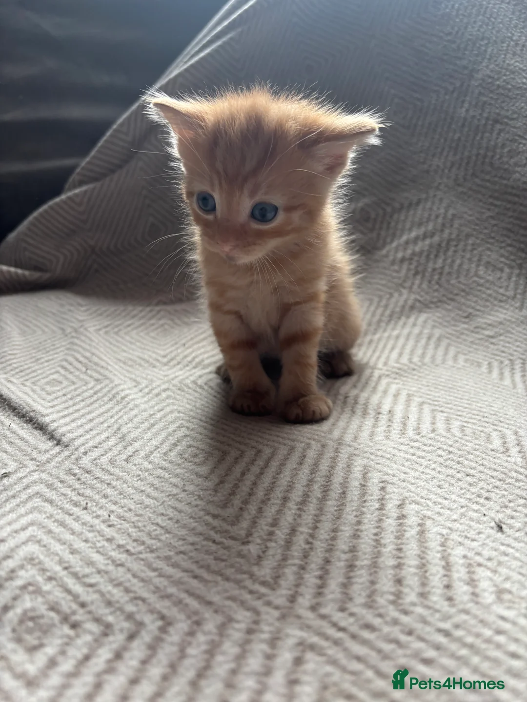 Domestic Shorthair cats for sale: Kittens looking for forever homes 4boys - Advert 2